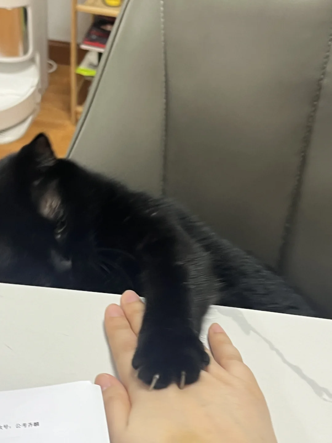 猫坏人好