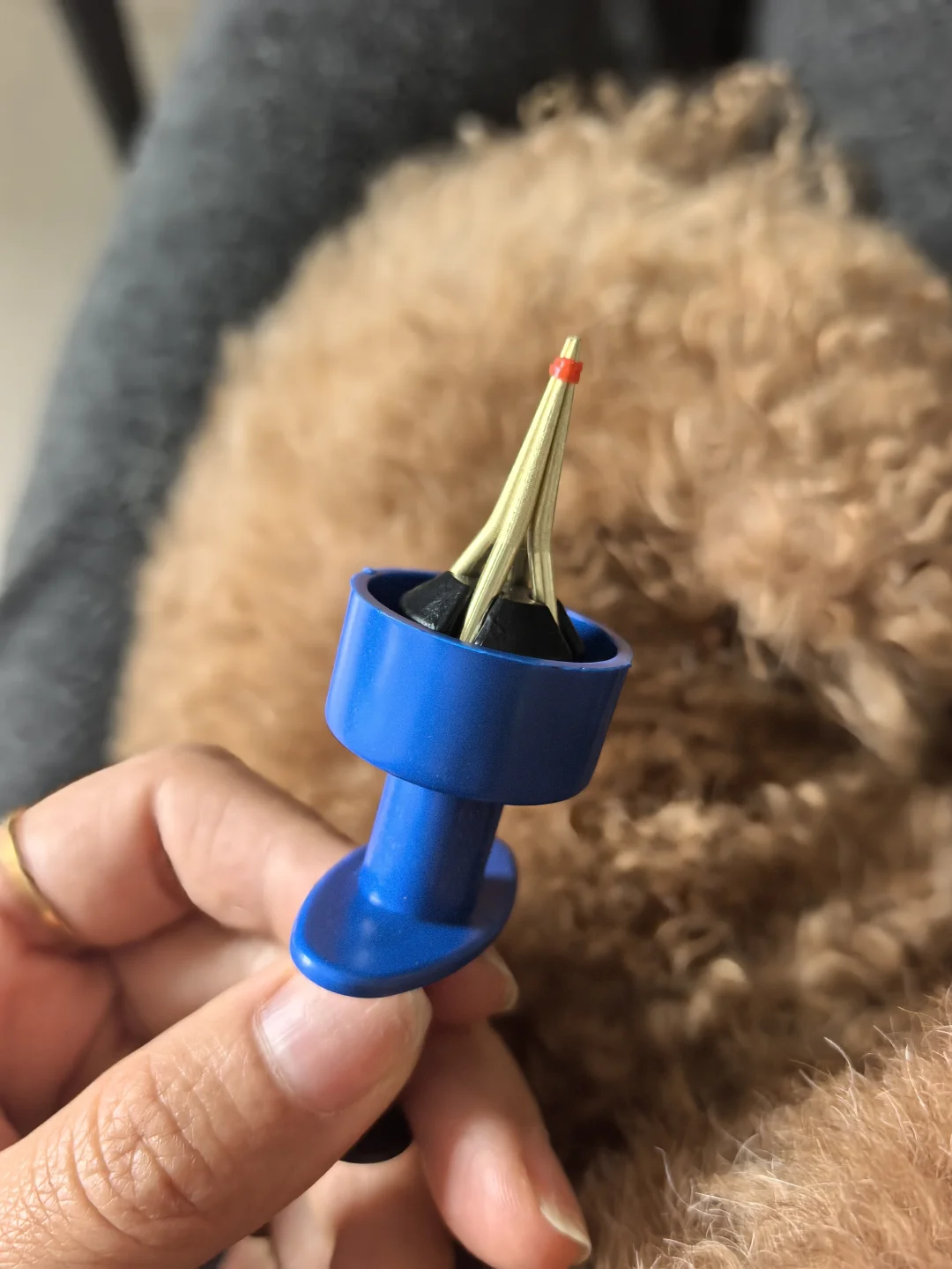 十一岁小狗的脂肪肉丁丁7️⃣天去除过程