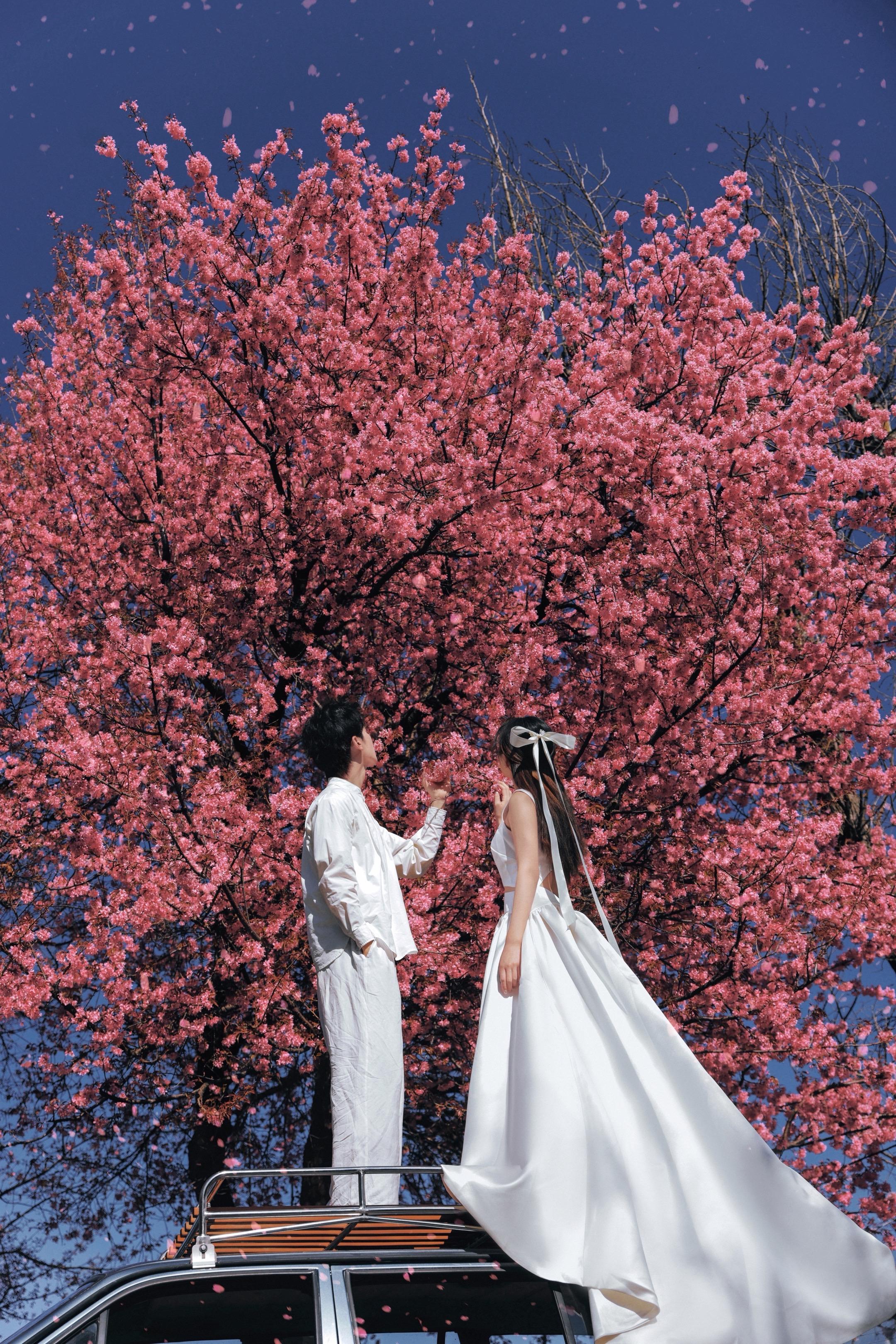 大理樱花下的浪漫。