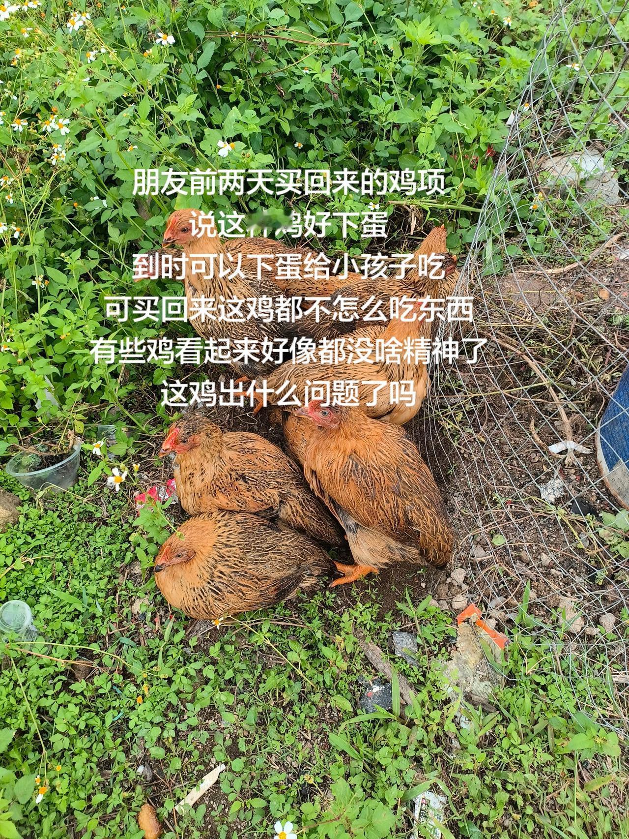 朋友前两天买回来的鸡项
说这种鸡好下蛋
到时可以下蛋给小孩子吃
可买回来这鸡都不