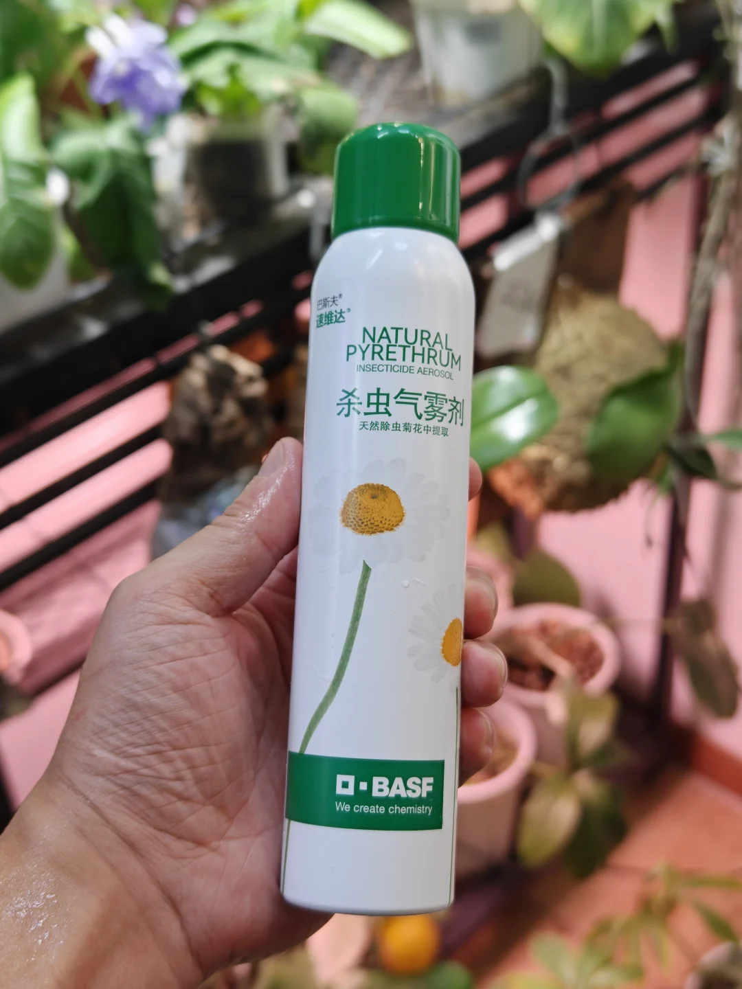最近小虫子特别多 怎么都杀不干净