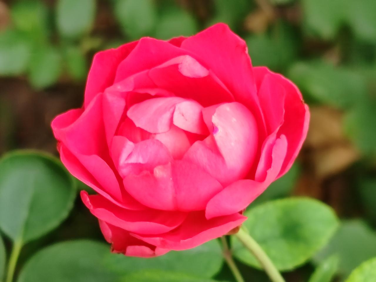 ，什么花都行