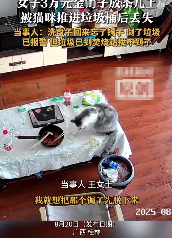 3万金镯子被猫推进垃圾桶后扔了
据网上消息近日，广西桂林一女子价值3万的金镯子放