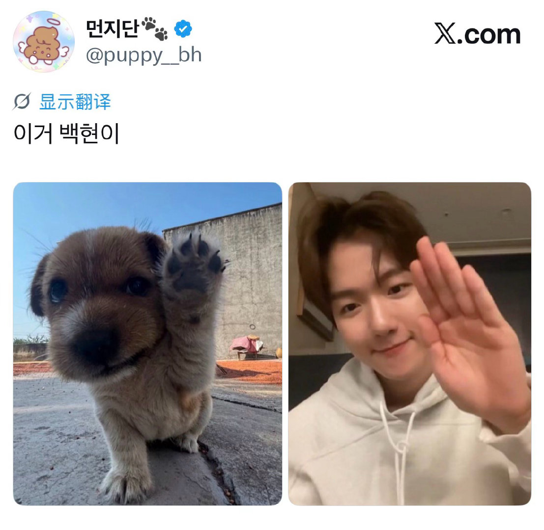 边伯贤 小狗挥手puppy__bh 