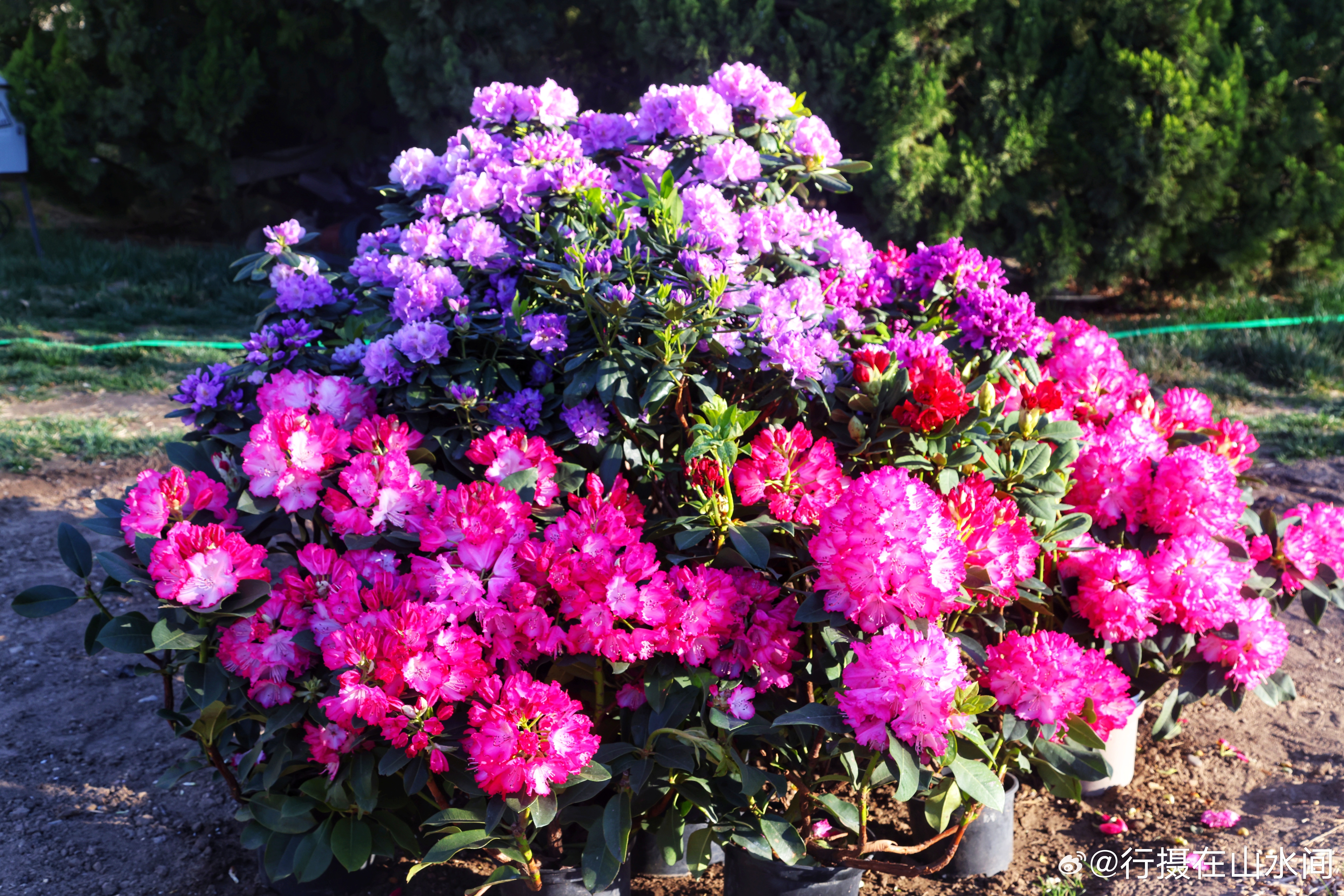 打卡北京世界花卉大观园，今年多巴胺花园又开始了2026.4.4摄影