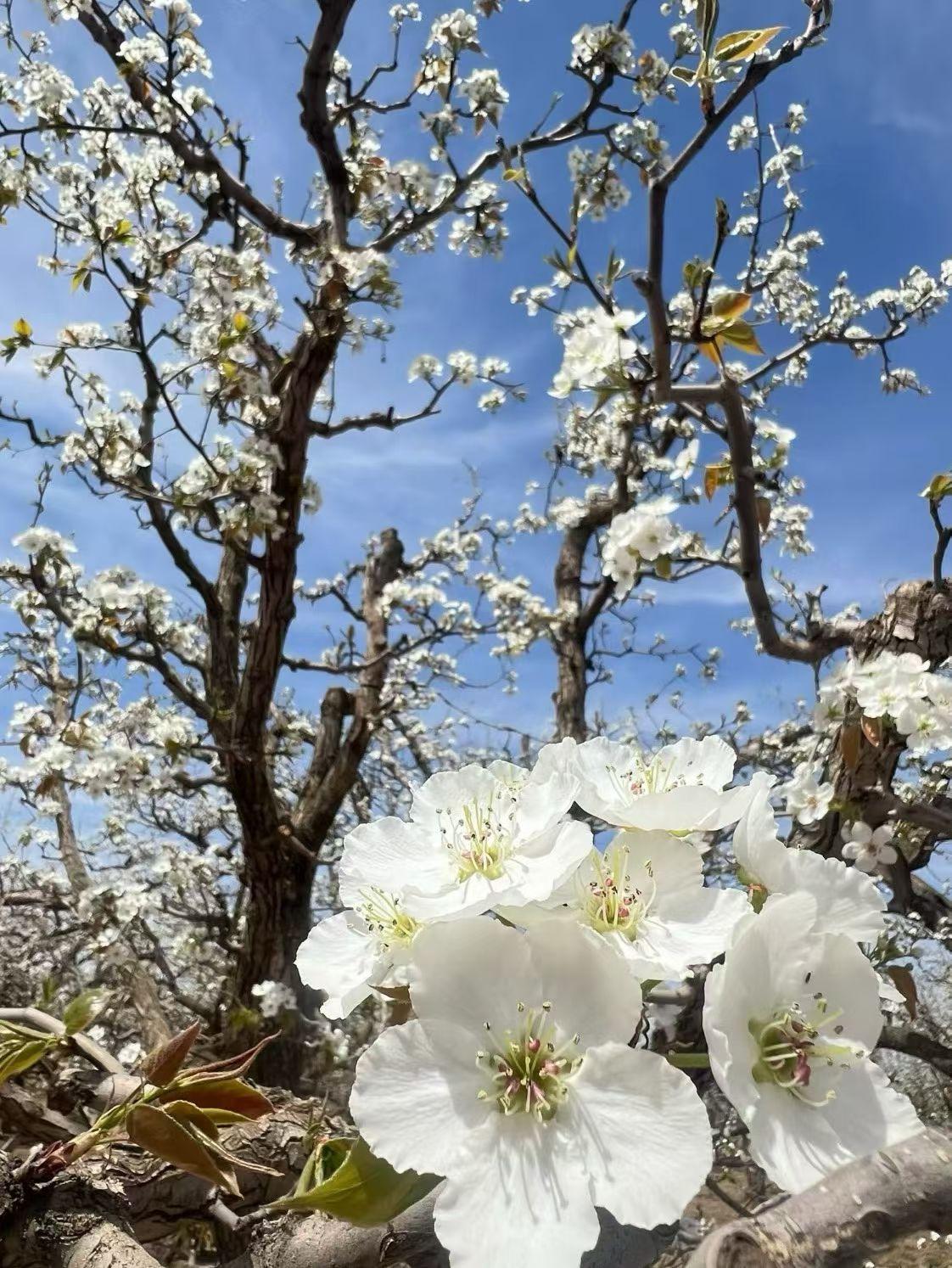 下周股市展望：业绩主线深化，震荡上行可期
 
下周A股将延续年报+一季报预增主线