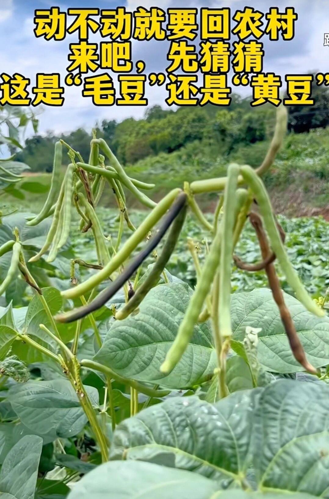 来吧，那些天天说回农村的人，先来看看这是什么豆吧[奸笑][奸笑]