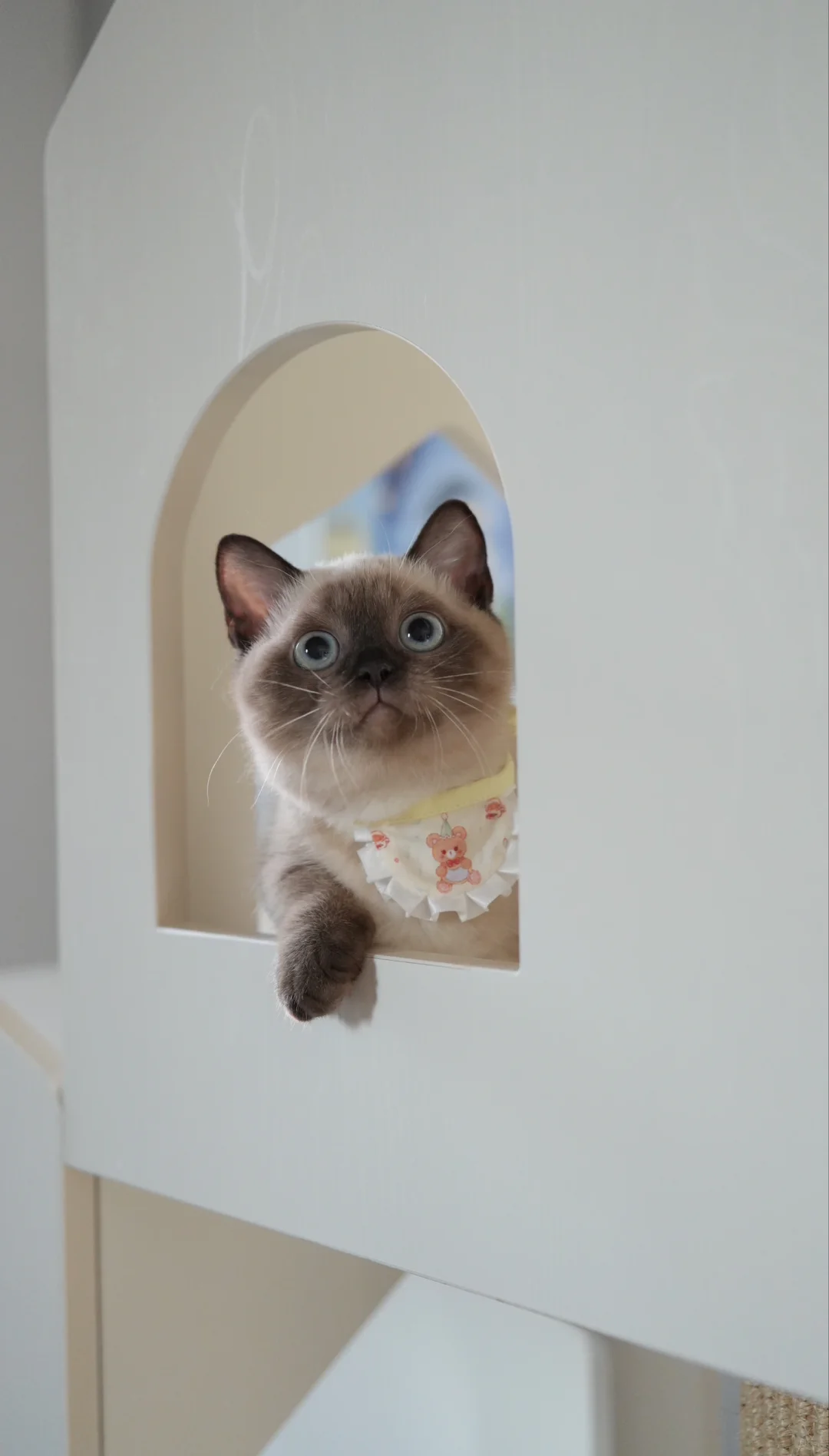 我挖煤回来啦 海豹重点色矮脚猫