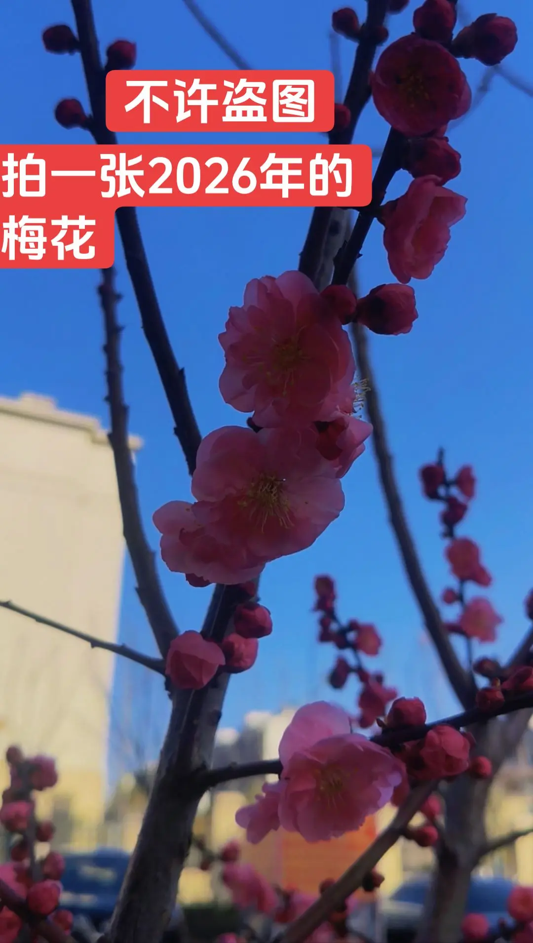 看看你们镜头里的梅花有多美