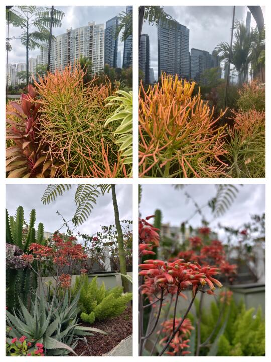 【暴雨暴晒！芦荟开花红珊瑚爆盆】