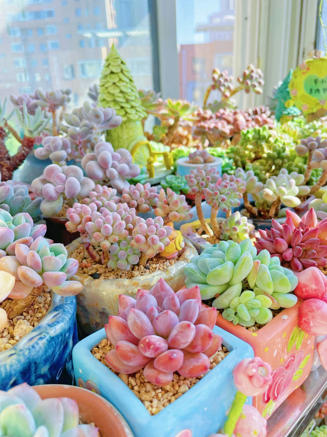 秋天到了，又可以放肆浇水啦。