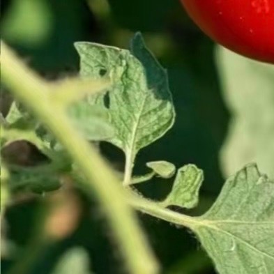 西红柿🍅种植方法 播种育苗：种子用55℃温水浸泡15分钟（消毒），再常温浸泡4