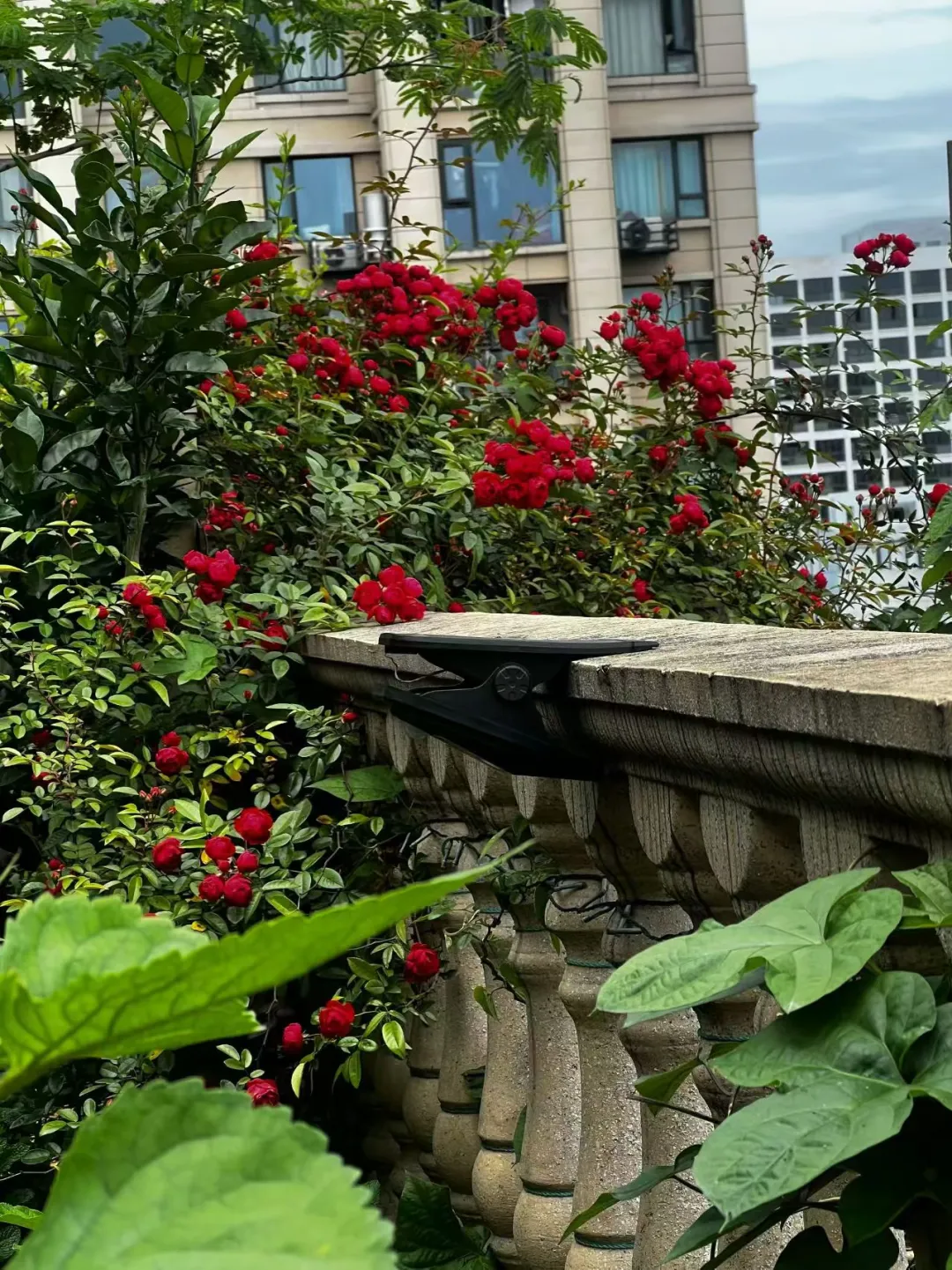 这花，也太美了吧！🌹🌹