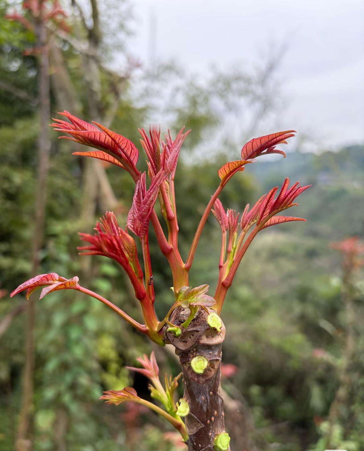 我家吃香椿芽是从不焯水的，焯过水的香椿芽即便用土鸡蛋炒出来也不香了，那些说香椿芽
