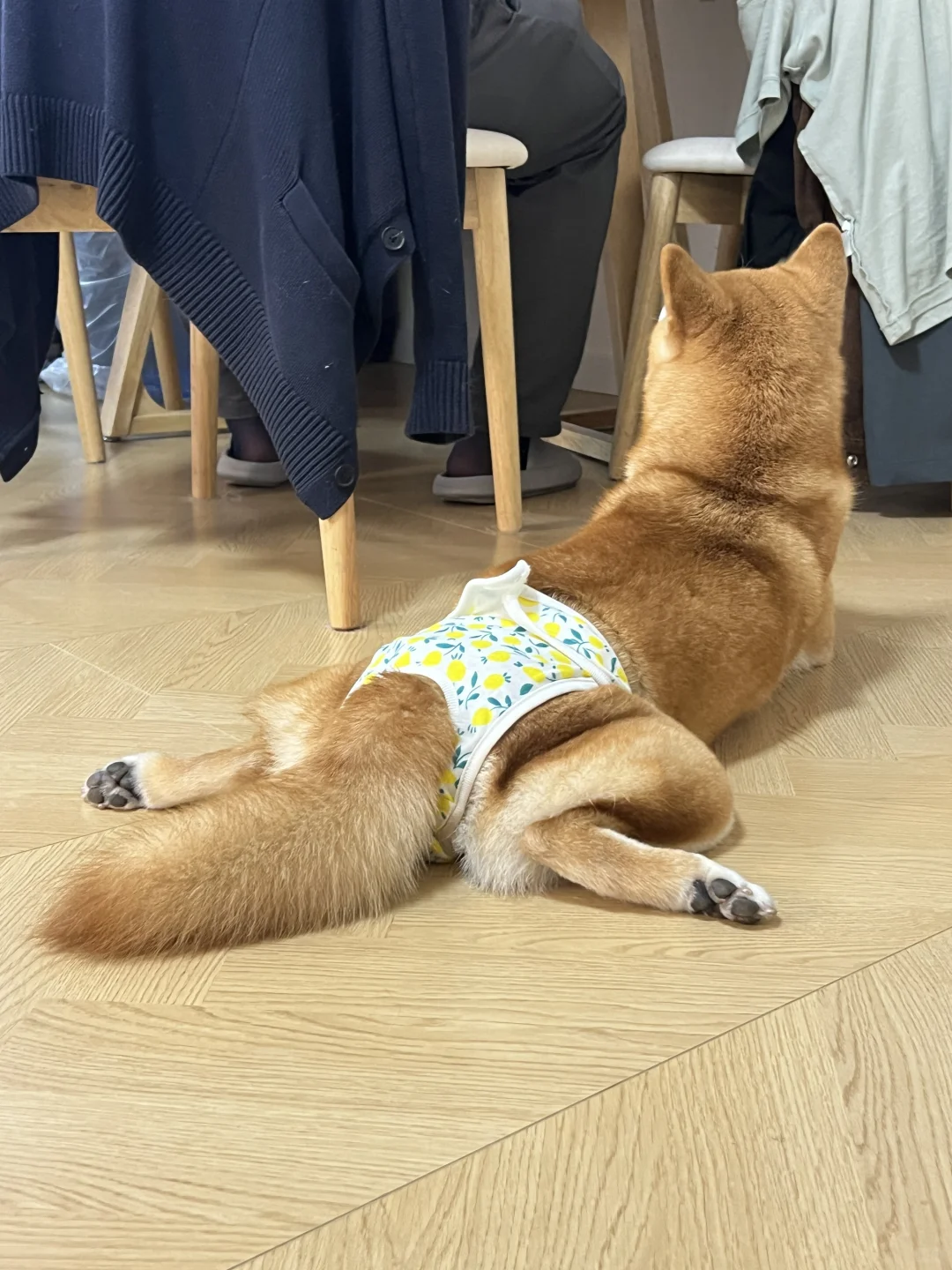 我家狗狗太可爱了呜呜😍😍