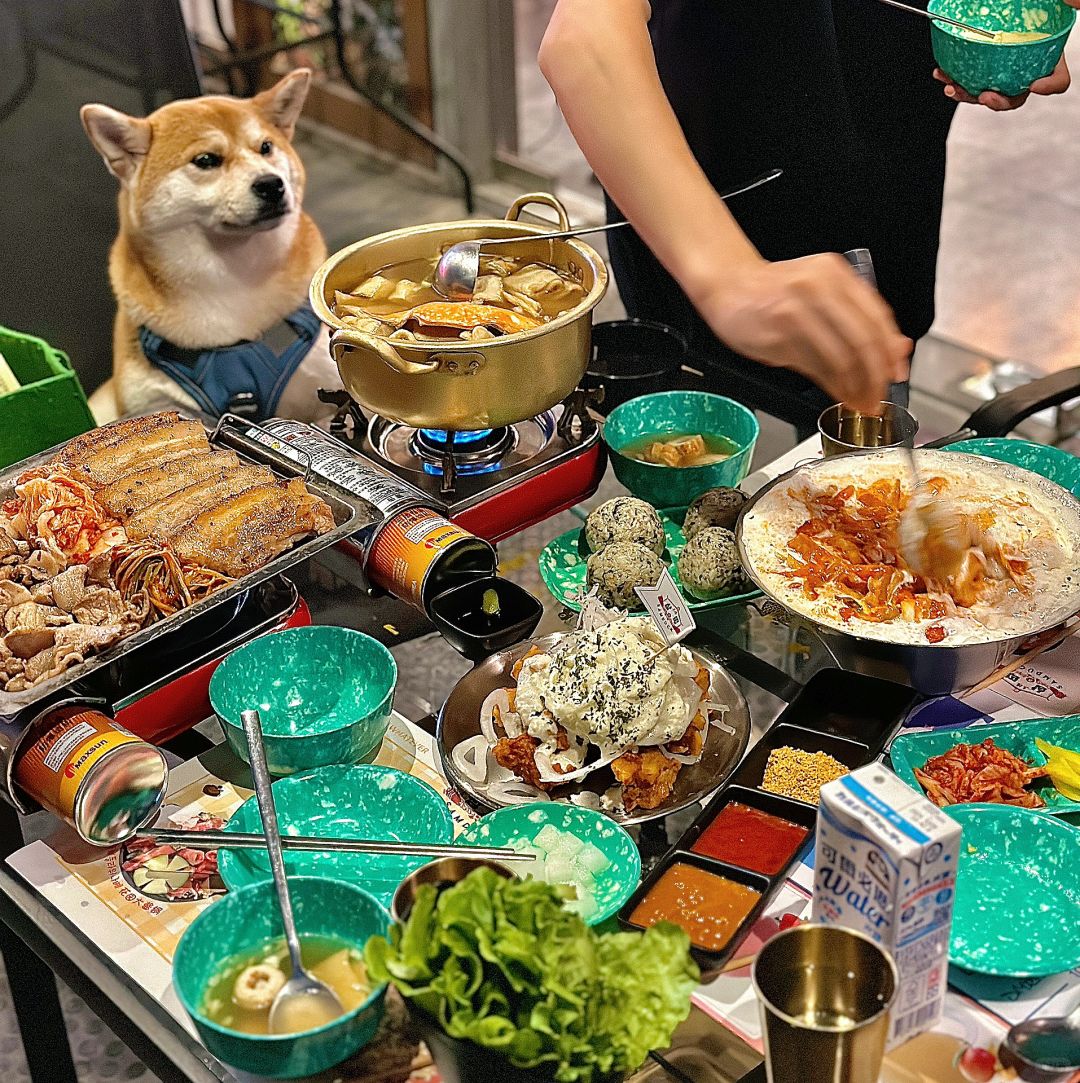 上海宠物友好餐厅打卡🍴（6/100）
