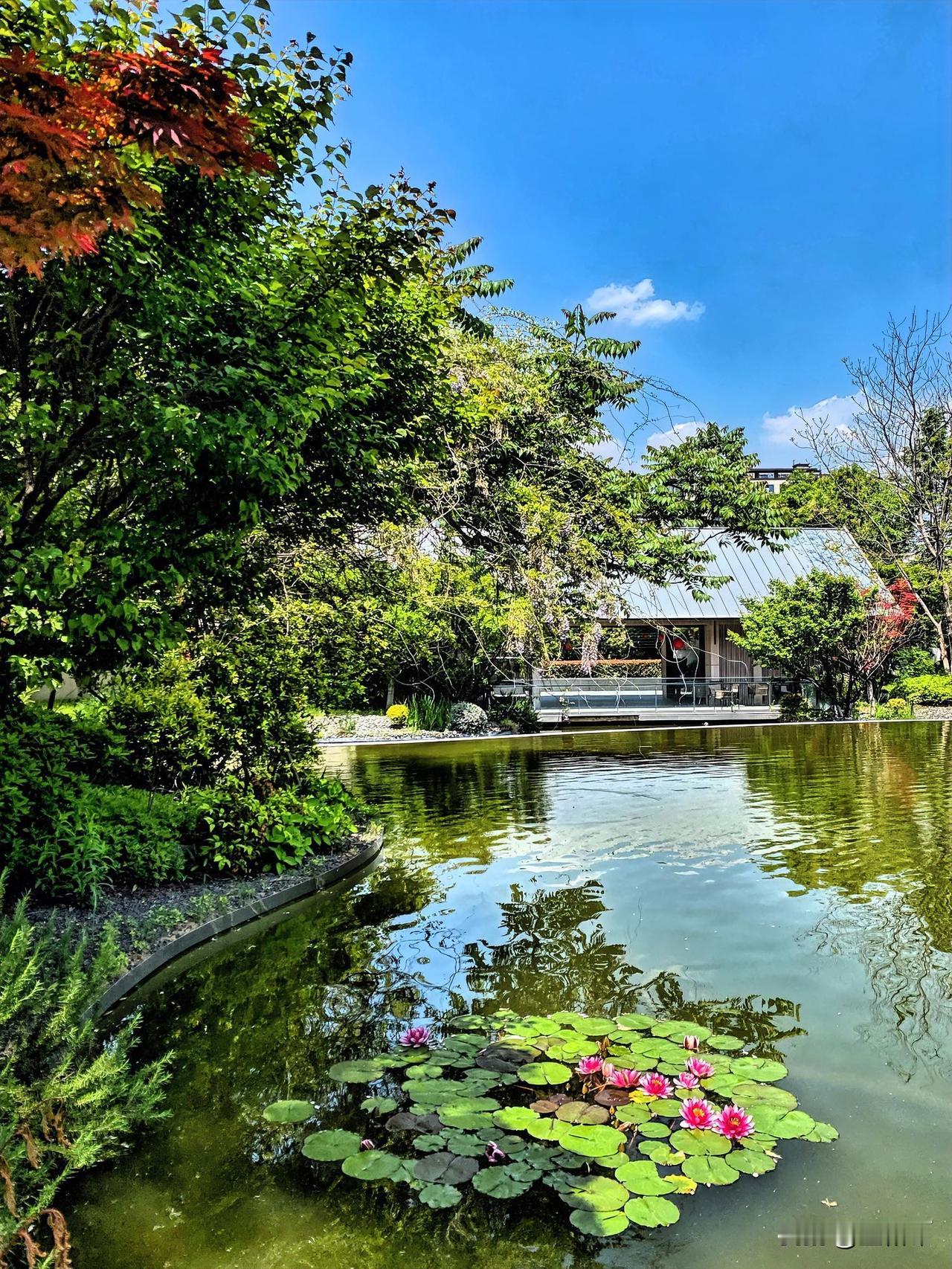 疗养公寓里的睡莲开得那叫一个红艳艳，简直美炸了！
这睡莲热情绽放，芳香四溢，那香