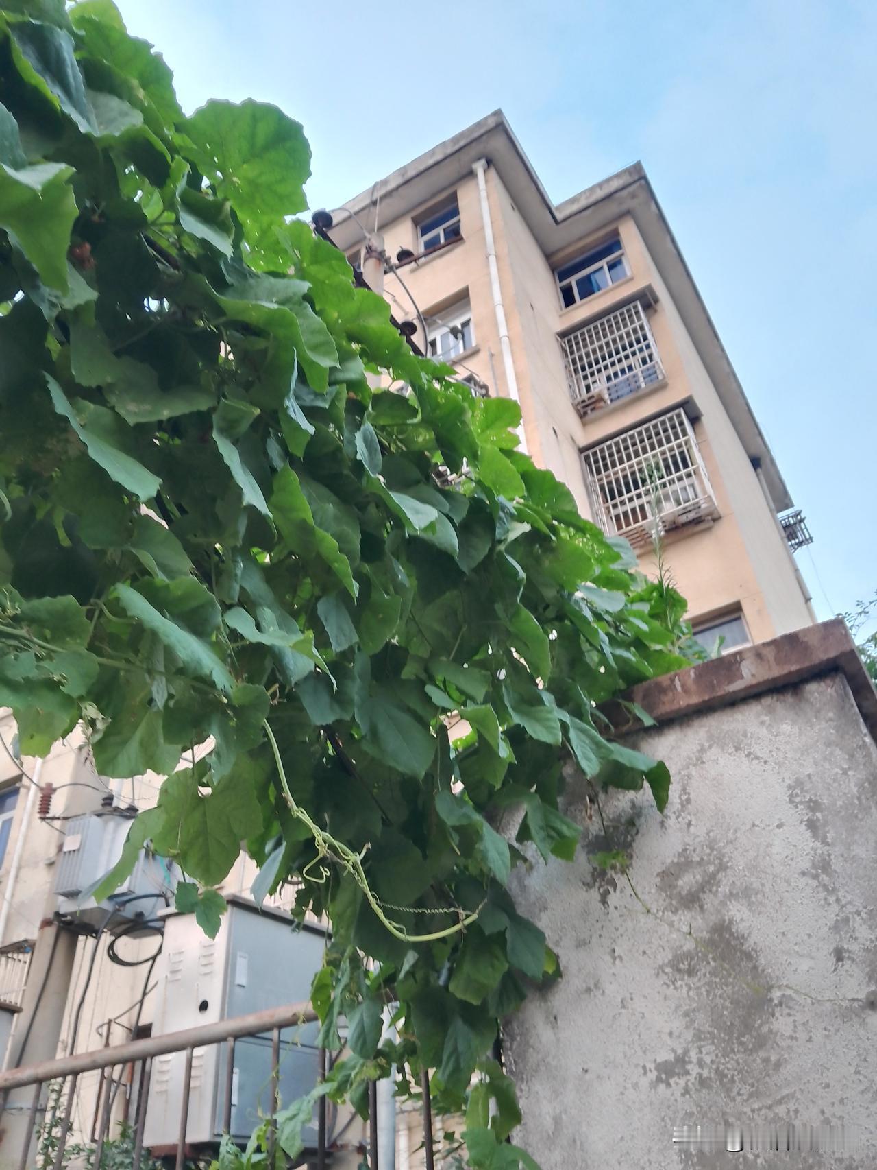 天正在酝酿下雨，一丝儿风也没有，吊瓜藤顺着院墙爬到铁门上，看着还蛮养眼。

邻居