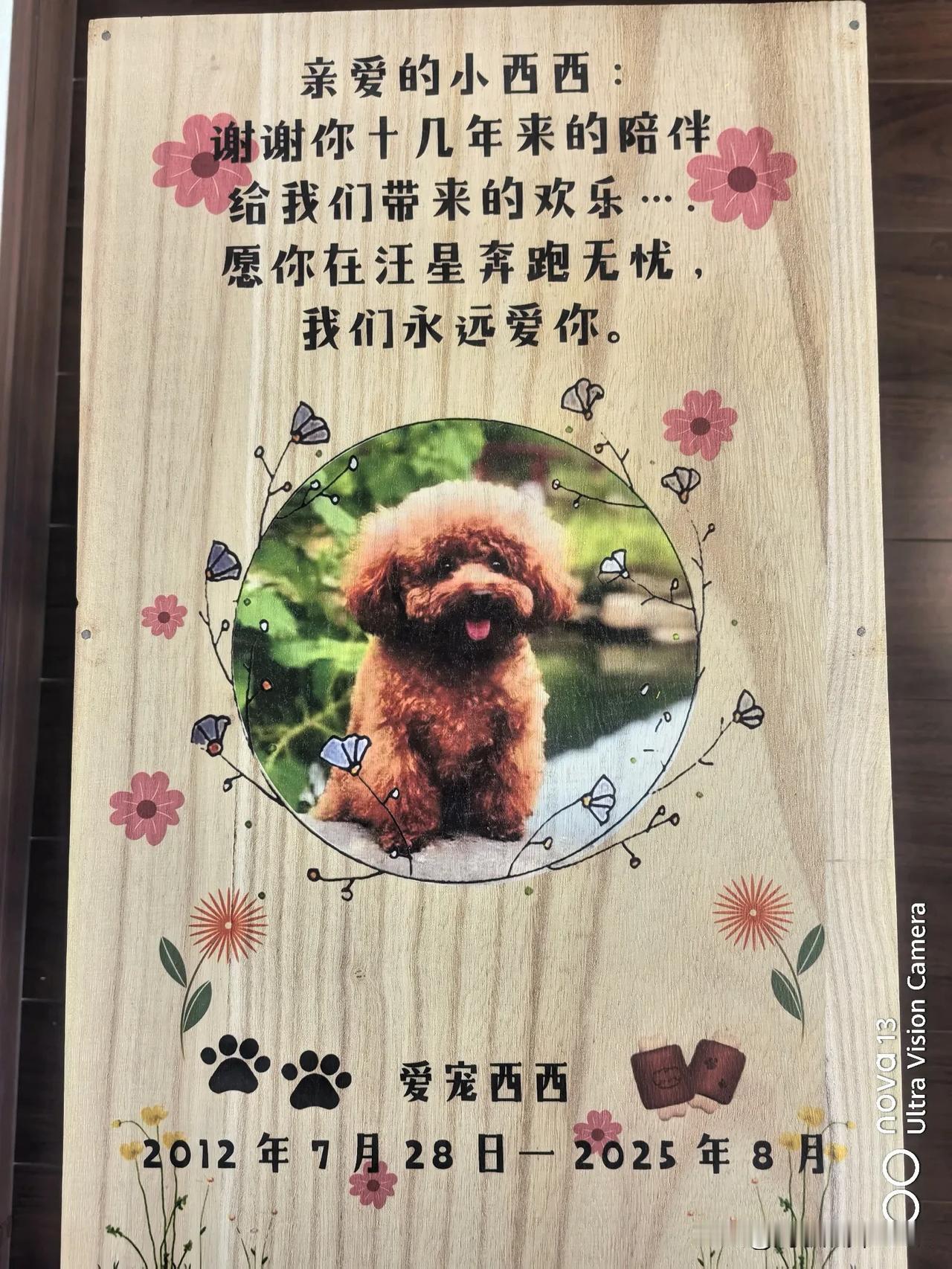 “再见，我的小西西”🌸
我们家养的小泰迪，西西，
13年了，
由于生病医治无效