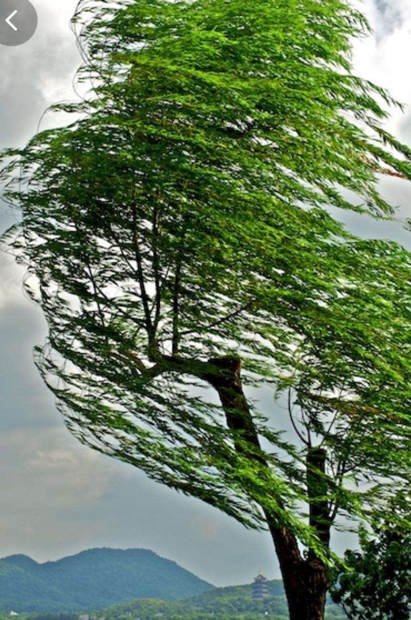上联：细雨滋芳草，诚邀下联狂风吹落叶