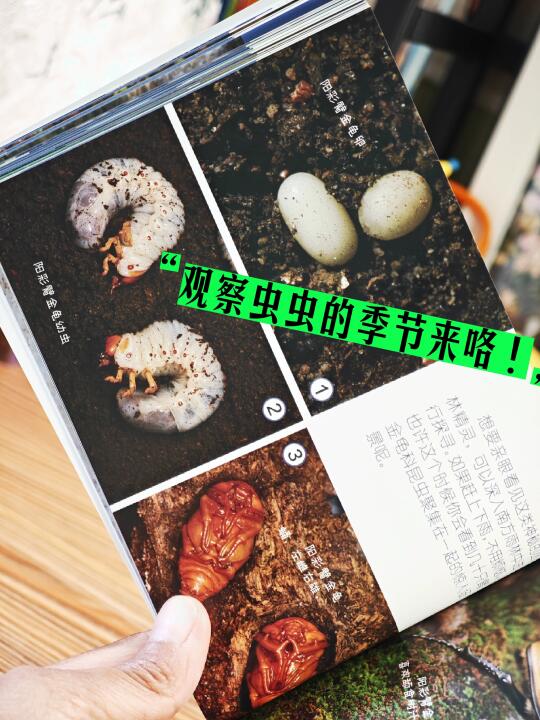 科普天花板！昆虫爱好者的天堂！