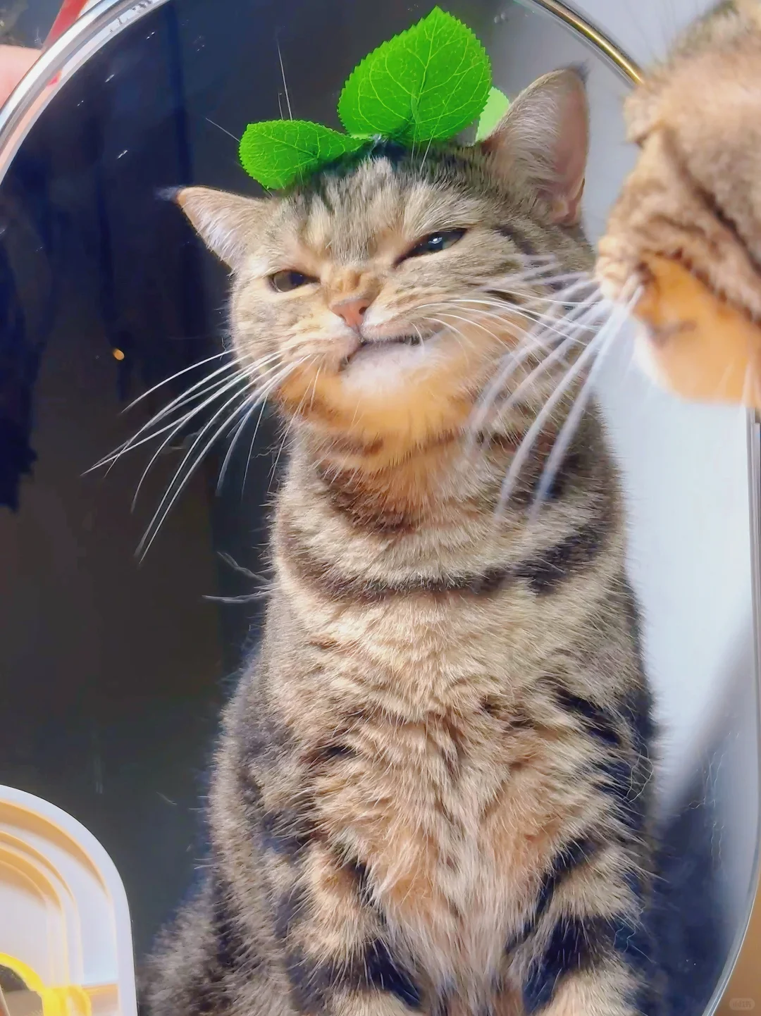 这小猫咪可爱到都发芽了哇！！