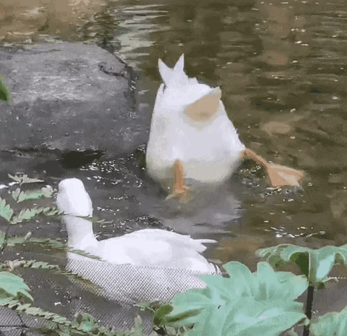 太调皮了。
隔壁这只鸭子还在模仿，哈哈。