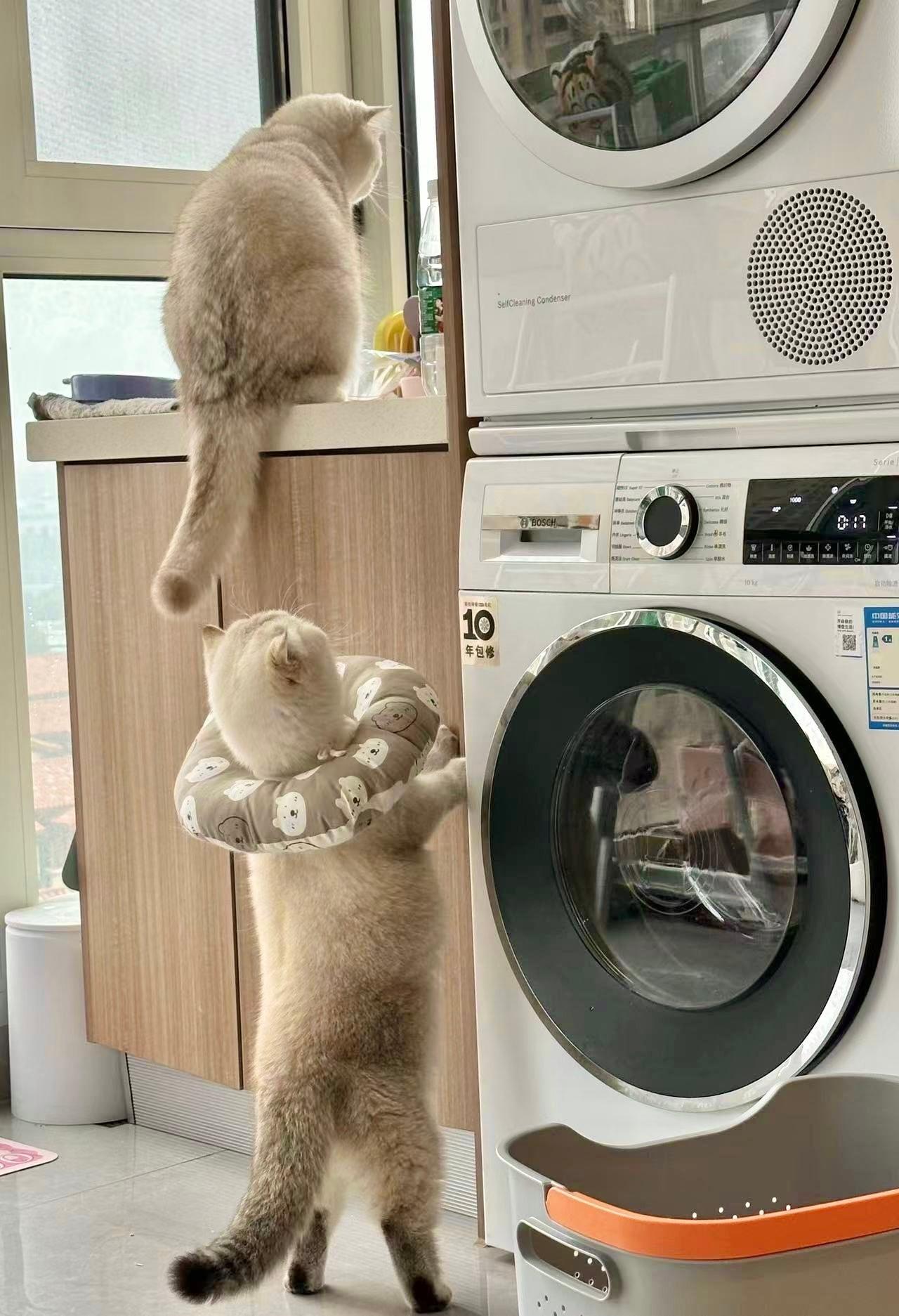 进化了#辣椒家新家回访##金点##银渐层##英国短毛猫# ​​​