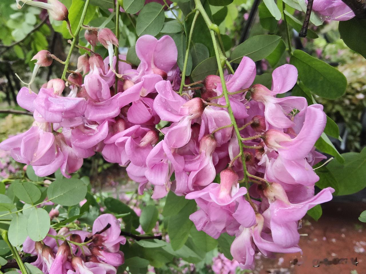春天即将结束，开花的植物越来越少，而红花刺槐却进入了盛花期，许多人都不认识这种植