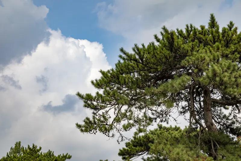 今天下班，发觉风势强劲，查看天气预报，竟是大风预警，个别地区风力可达十级。
厂门