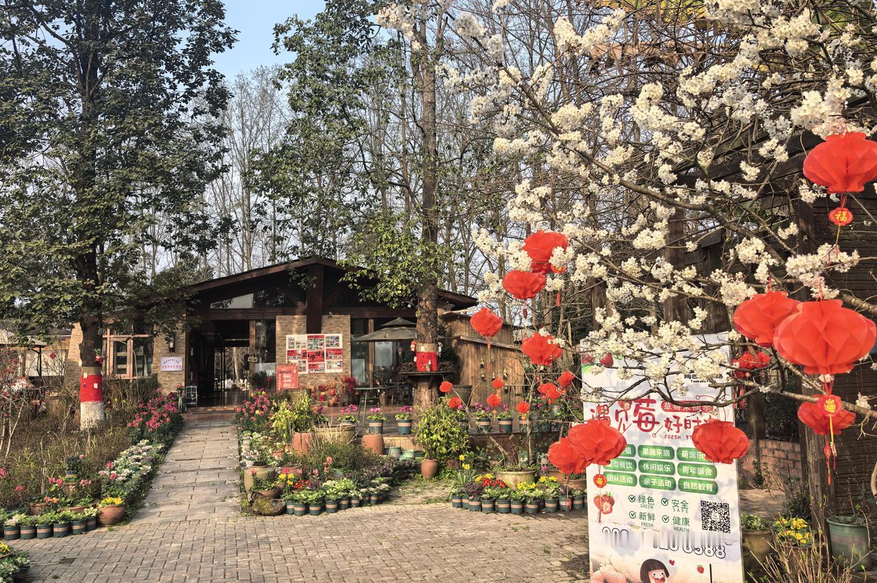 在陶巴巴邂逅川西最早的春天｜红灯笼串起丙午马年新春的暖意，白梅与早樱在川西的风里
