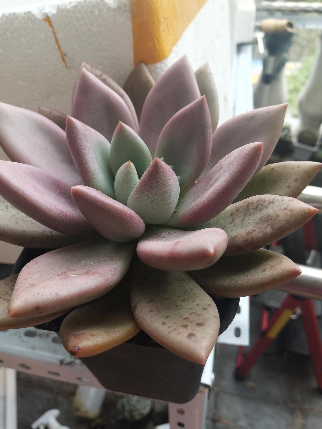 必须救，已经开始了，昨天尾盘买入ETF，今天就开始涨，超级主力就是牛，所以不要怕