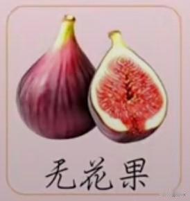 采桑子59·无花果
       紫囊凝就琼瑶色，不借花名，暗孕冰精，玉齿轻含蜜