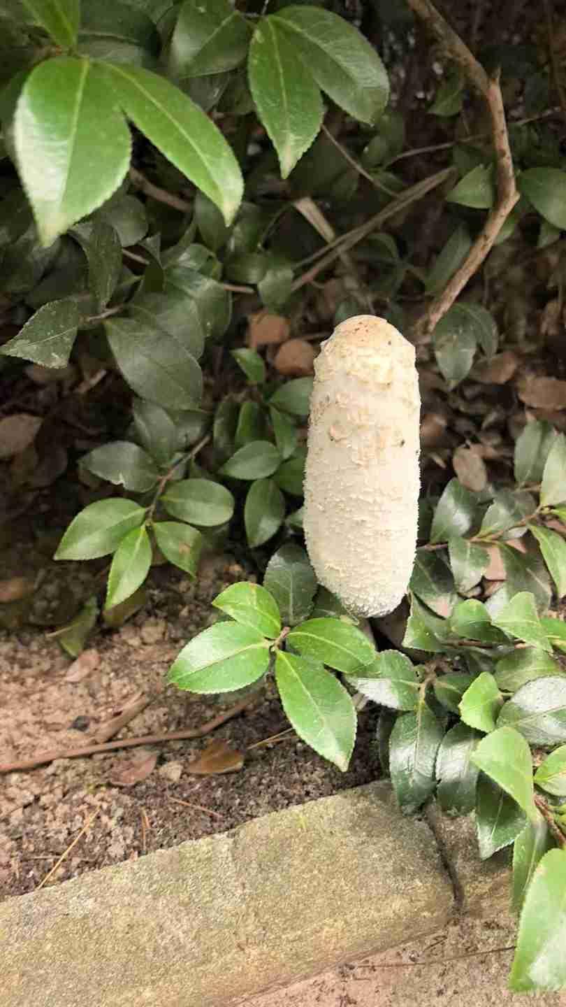 我的今日状态：😁轻松愉快
我这里的天气：🌤️多云：雨水滋润出的野生菌类，虽然