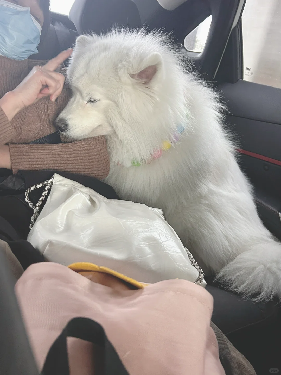 小狗的幸福时刻
