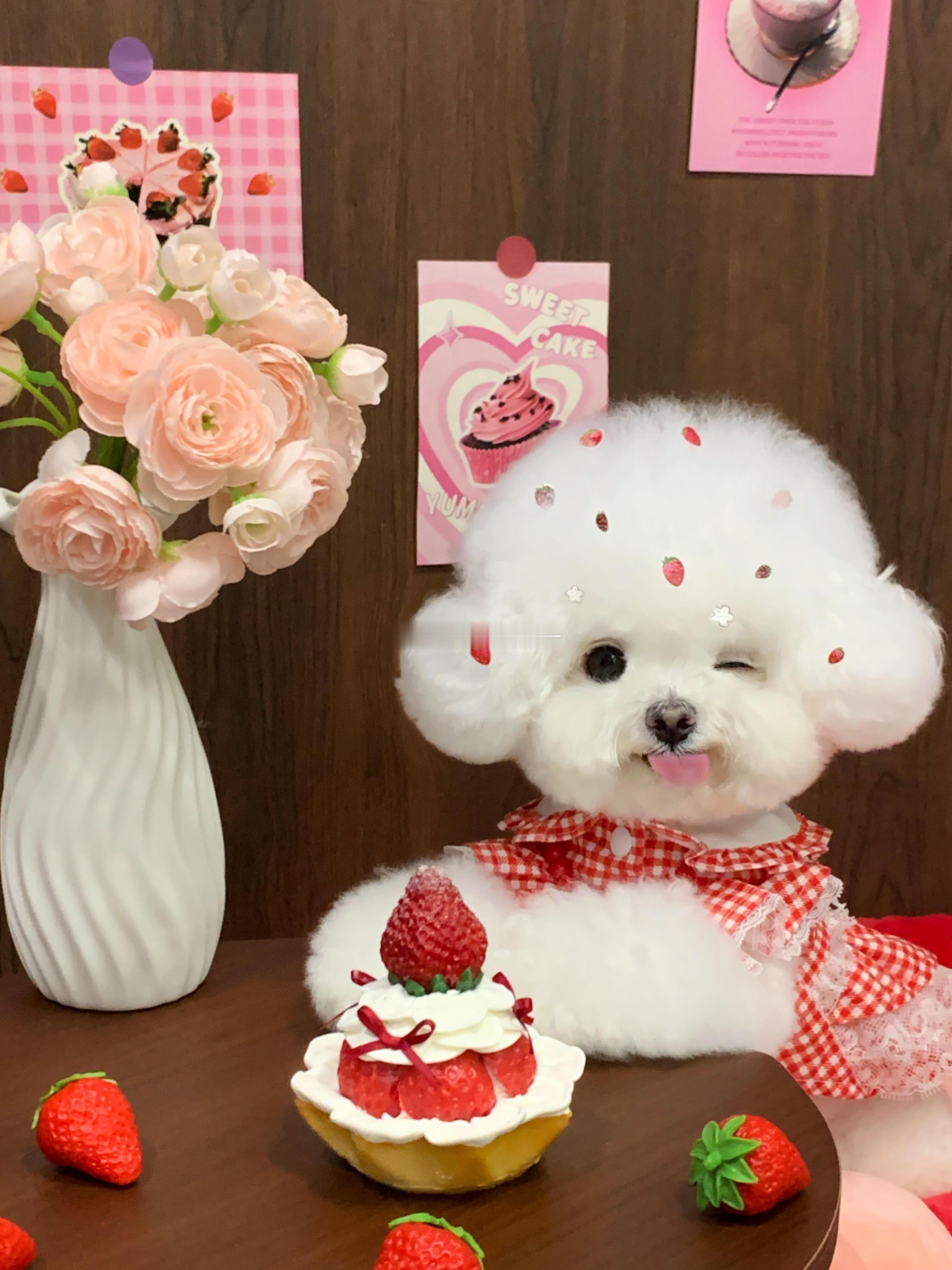 今天完全是甜甜的小狗棉花糖 ​​​