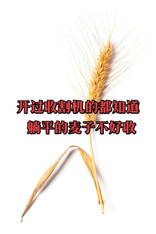 你们觉得呢？奋斗 正能量 躺平 社会百态