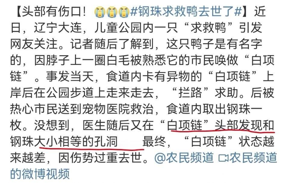 #钢珠求救鸭去世了#感觉那个它喉咙里的钢珠，很有可能不是误吞，而是有人用钢珠打它