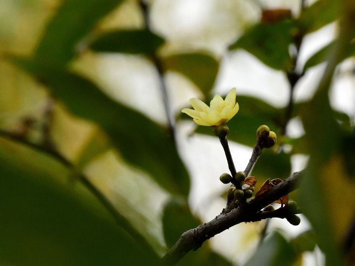冬至日迎冷空气，年糕、汤圆、饺子……你家今天吃什么？