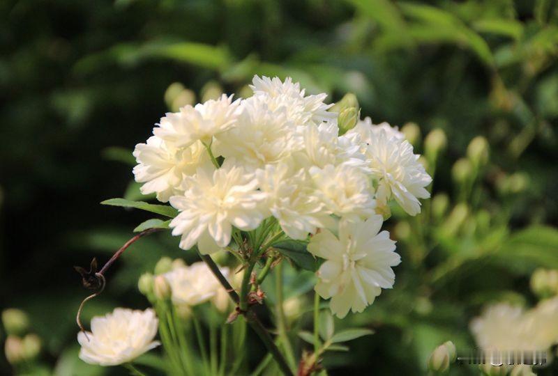 七绝|丙午木香吟
四月清风扑面来，
木香如瀑绿茵开。
荼蘼摇曳随波动，
似雪飞扬