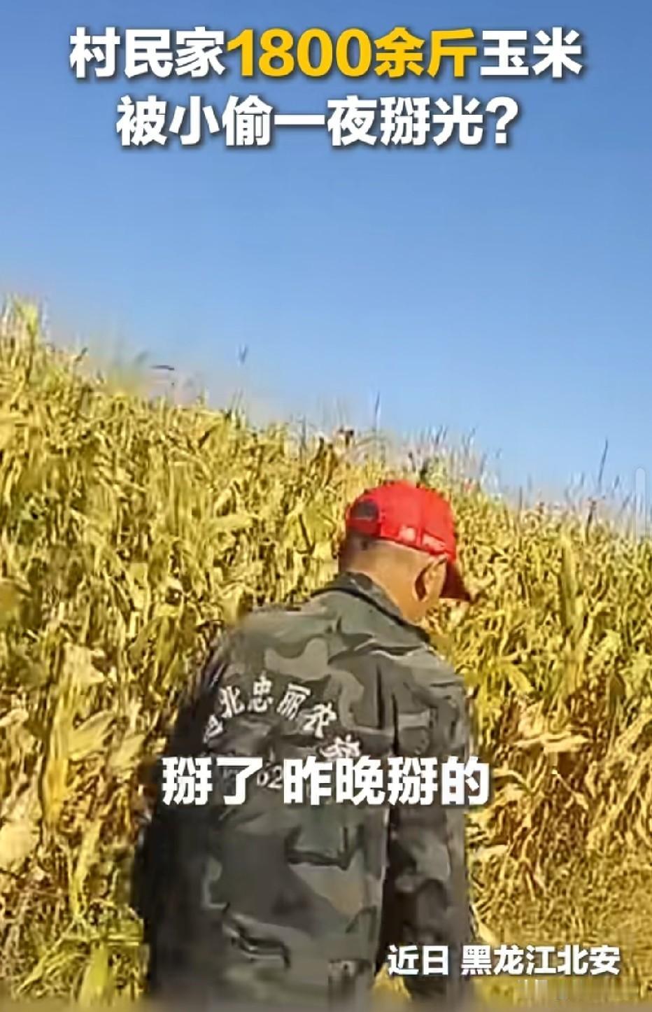 太离谱！黑龙江北安，男子家里养了十几只鹅，眼看家里没有饲料喂养，竟动起了歪心思。