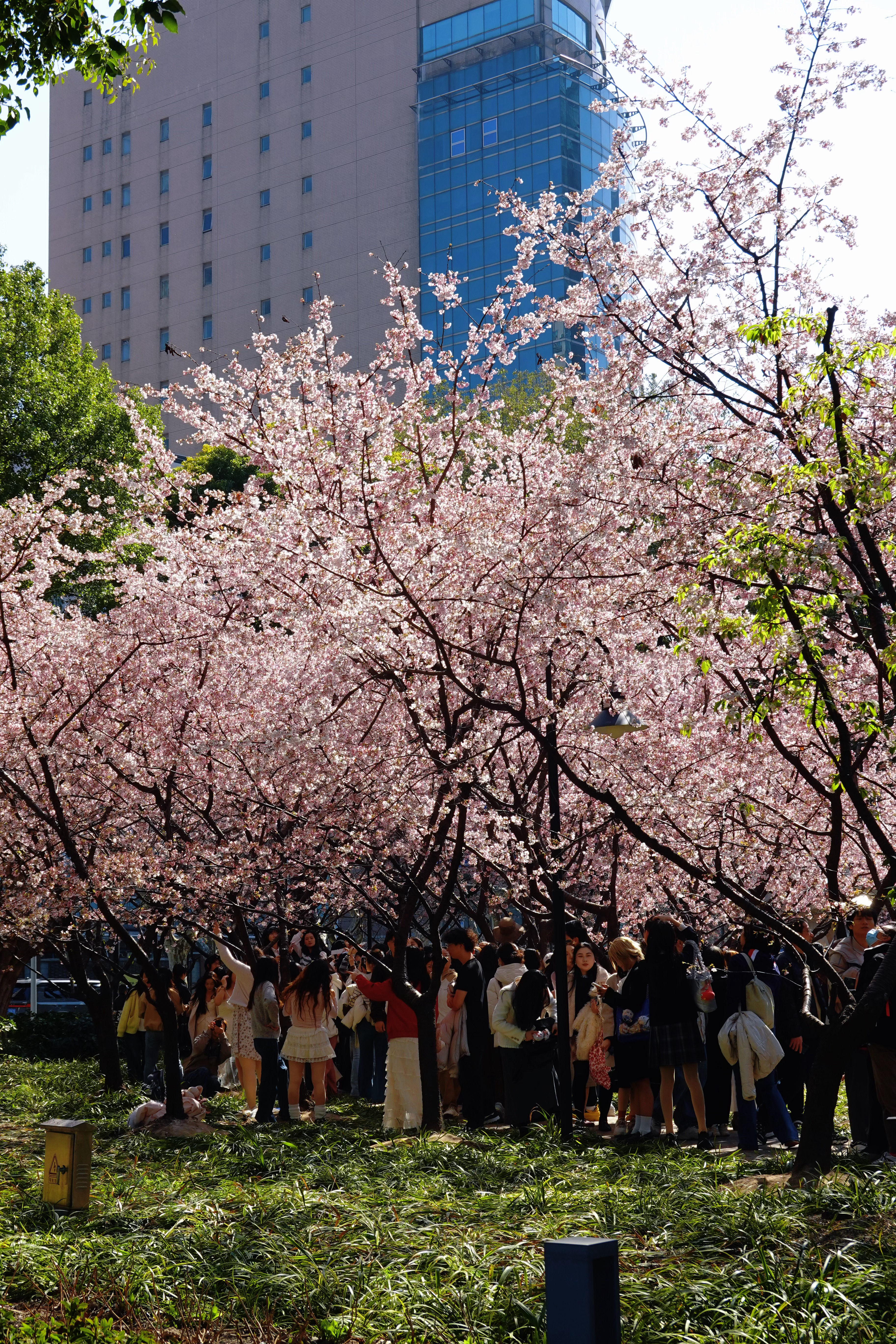 樱花很美，人也很多好佩服在这个环境下还坚持拍人相的 