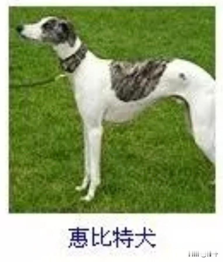 菩萨蛮13·惠比特犬
       素毛轻缀云斑巧，纤躯斜曳风姿俏。眸底落星明，