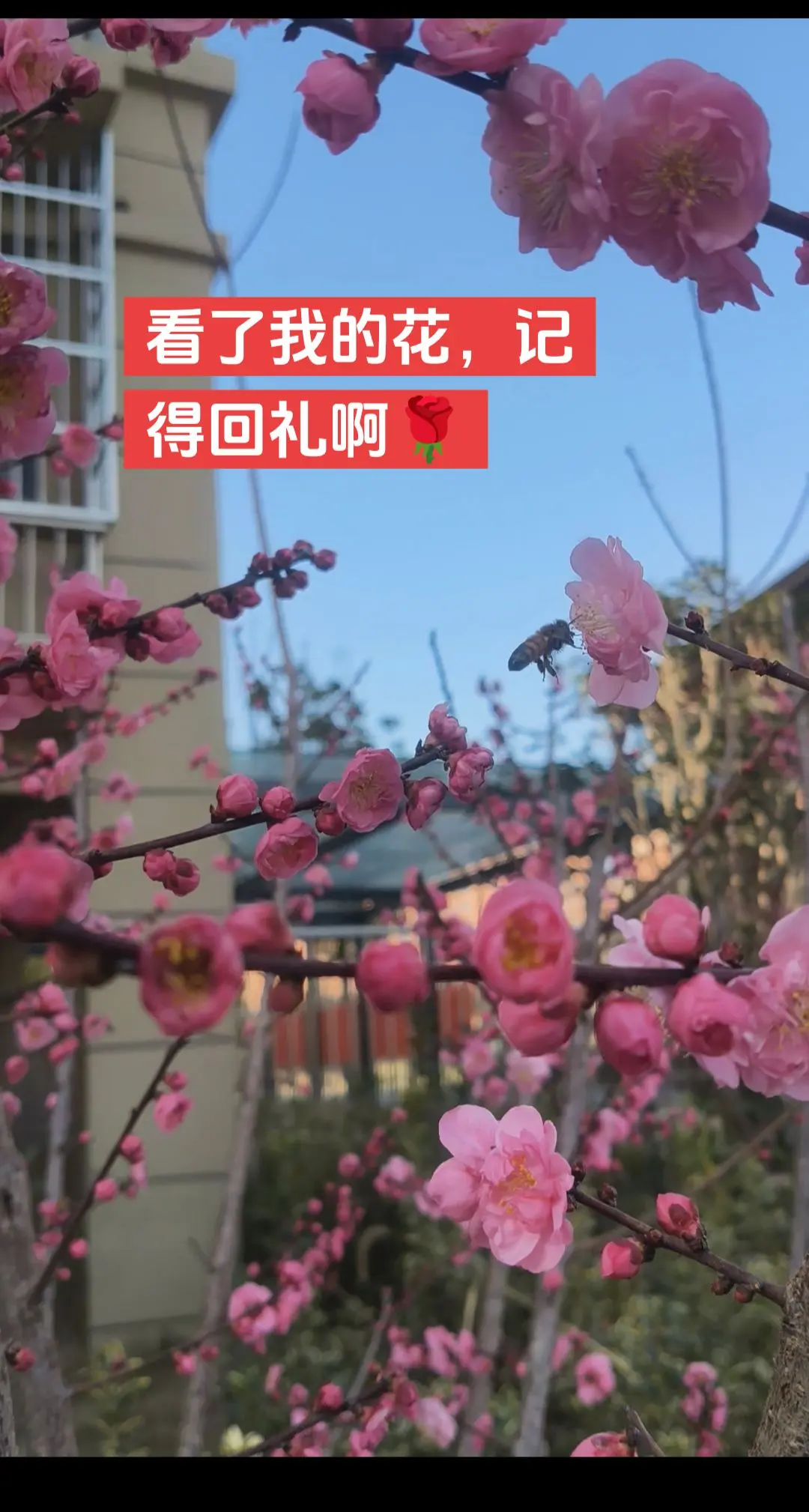 梅花开尽，便是冬天最温柔的收尾！