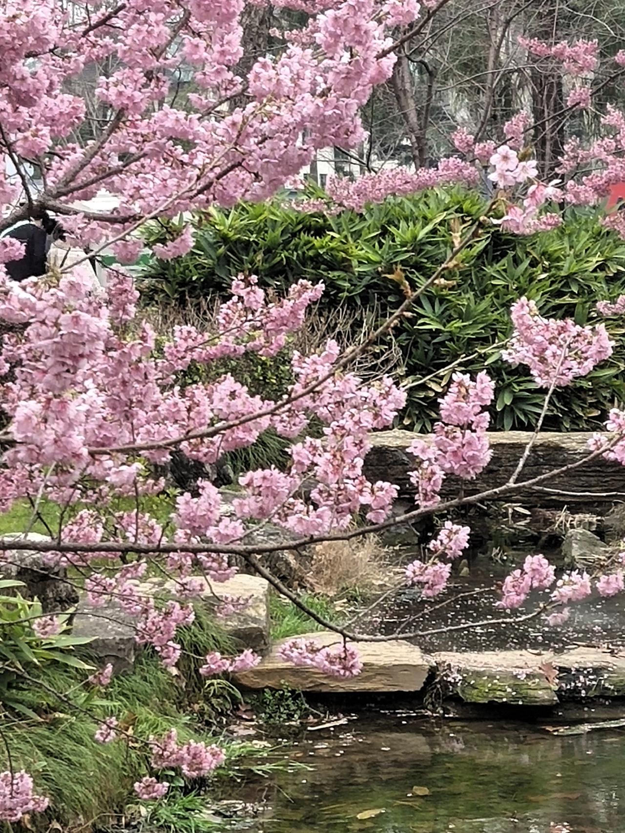 这什么鬼天气，早上刚出了点太阳，这会儿又没了。南京这几天就是阴湿冷倒春寒，寒湿直