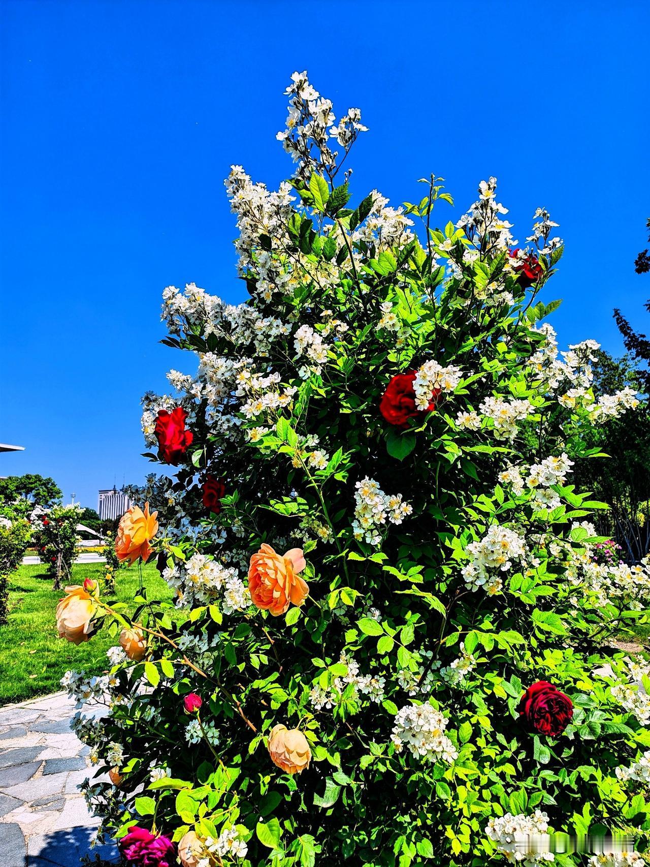 绚烂花海，绽放夏日！🌸🌺🌷