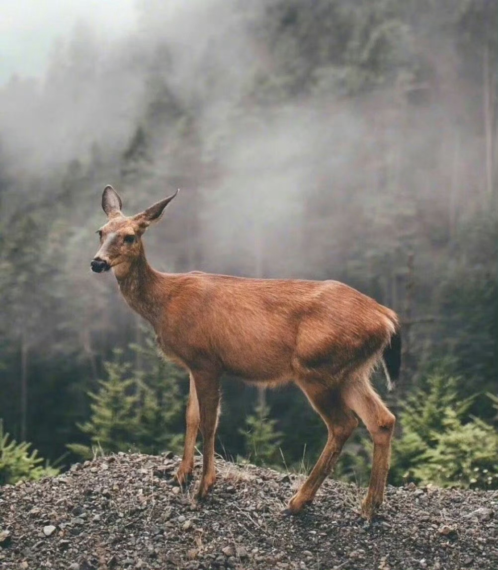 11月第一天，幸运小鹿 祝转发点赞见者好运 ！ ​​​