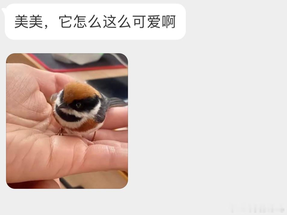 飞手上的【红头长尾山雀】小小一只 可可爱爱 ​​​