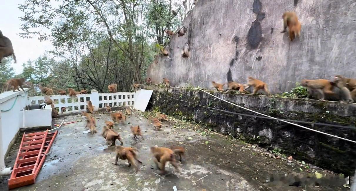 惊魂！女子坐缆车遇猴群“大逃亡”

近日，一女子乘坐缆车登山时，遭遇惊险一幕。原