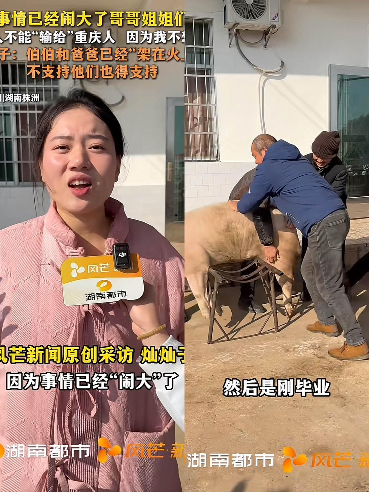 这回事情闹大了！

湖南灿灿太倔强，

为了不输给重庆呆呆，19头猪100张桌子